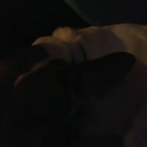 Meet your Posher, Carol